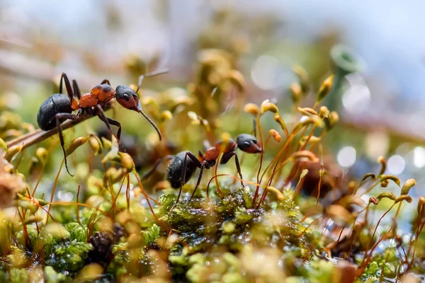 Ant close-up cladonia rode water — Stockfoto