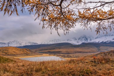 Karla ve ormanla kaplı dağların güzel sonbahar manzarası, bataklıklar ve karaçam dallarının arasından bulutlu bir gökyüzünün arka planına karşı bir göl. Altai, Rusya
