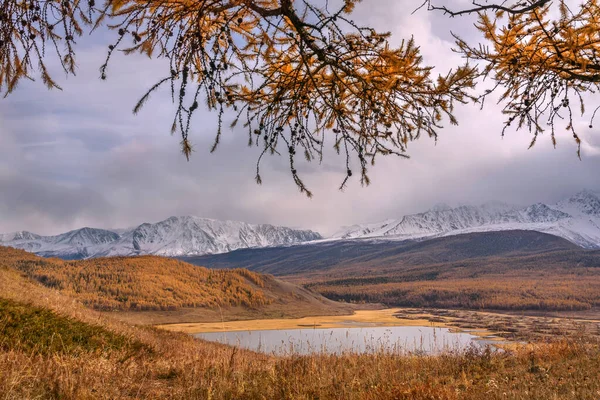 美丽的秋天 山顶是覆盖着雪和森林的群山 湖水映衬在云天的背景下 穿过落叶松的金黄枝条 俄罗斯阿尔泰 — 图库照片