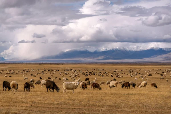 Flock Får Betar Stäppen Äng Med Torrt Gräs Mot Bakgrund Stockfoto