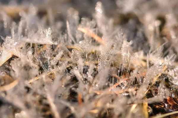 Abstrakter Winterhintergrund Mit Mustern Von Eiskristallen Schneeflocken Auf Trockenen Graszweigen — Stockfoto