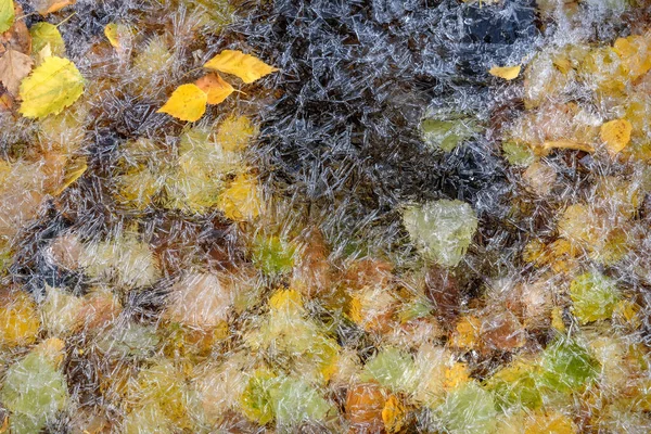Abstraktní Přírodní Podzimní Pozadí Žlutými Břízovými Listy Vzory Krystalů Ledu — Stock fotografie