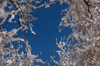 Mavi gökyüzüne karşı beyaz don ve kar şeklinde bir çerçeve oluşturan ince bir ağaç deseni ile şaşırtıcı soyut kış arkaplanı