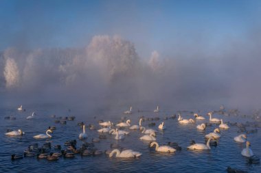 Gölde kuğular ve ördekler, kalın sis ve açık havada beyaz ağaçlar, güneşli bir sabah mavi gökyüzüne karşı. Altai, Rusya