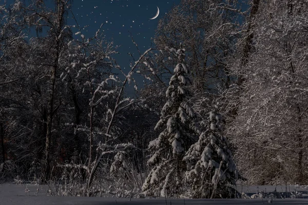 Nattens Fantastiske Utsikt Med Vakre Juletrær Med Snøhetter Grenene Snørik – stockfoto