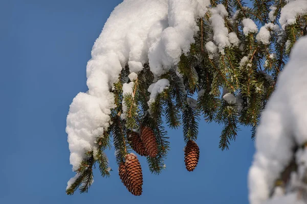 Hermoso Fondo Natural Invierno Una Rama Esponjosa Abeto Navidad Con —  Fotos de Stock