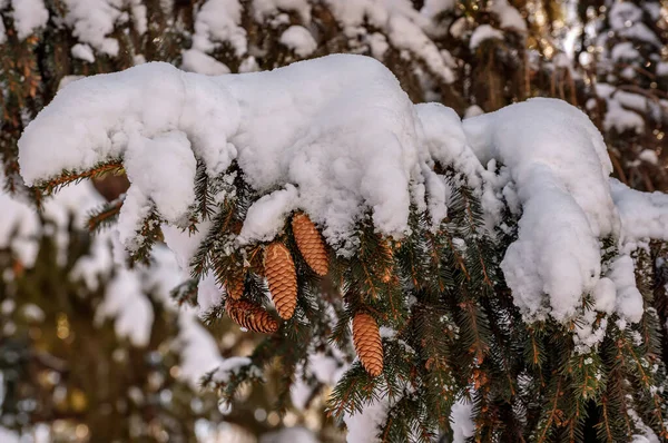 Tüylü Bir Noel Ladin Dalından Kar Şapkası Koni Kaplamalı Güzel — Stok fotoğraf