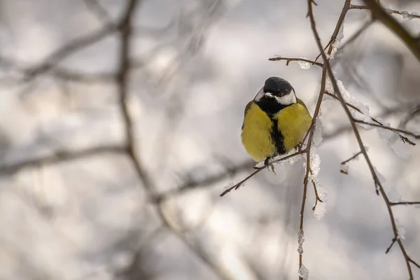 Cute Titmouse Bird Parus Major Close Branch Snow Winter Background — Stock Photo, Image