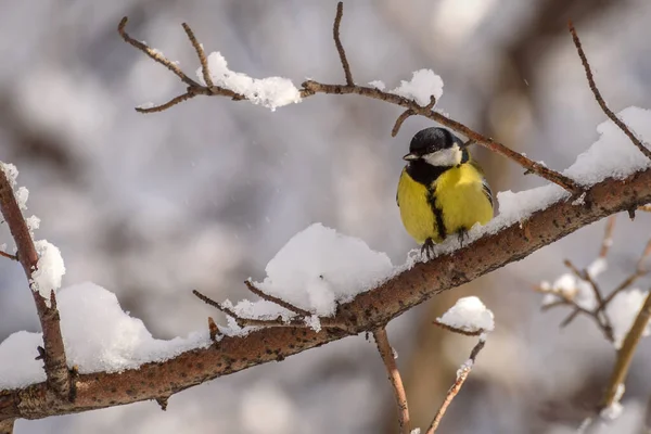 Симпатичная Птица Сиська Parus Major Крупным Планом Ветке Снегом Зимой — стоковое фото