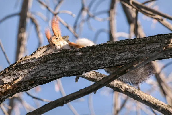 Kleine Niedliche Grauhörnchen Mit Einem Flauschigen Schwanz Großaufnahme Auf Einem — Stockfoto