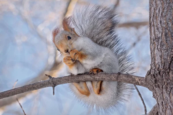 Little Cute Gray Squirrel Fluffy Tail Close Tree Branch Winter — Stock Photo, Image