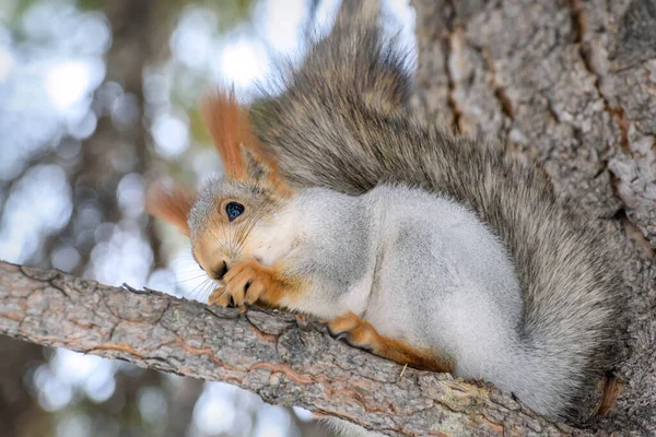 Little Cute Gray Squirrel Fluffy Tail Close Tree Branch Winter — Stock Photo, Image