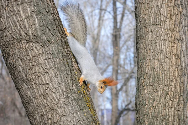 Little Cute Gray Squirrel Fluffy Tail Close Tree Branch Winter — Stock Photo, Image