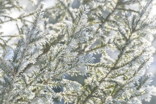 Fundo Inverno Festivo Abstrato Bonito Com Padrão Ramos Uma Árvore — Fotografia de Stock