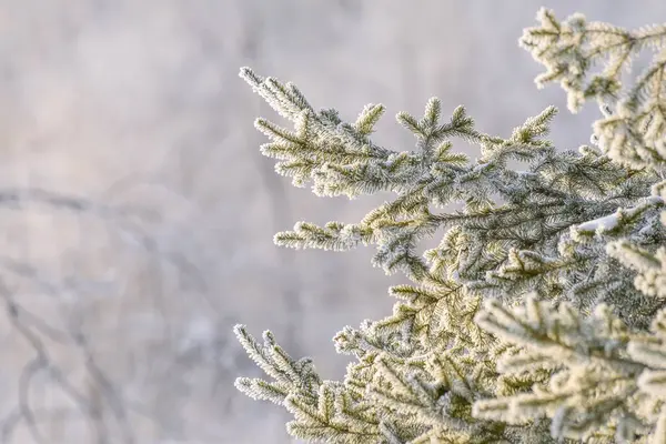 Красивий Абстрактний Святковий Зимовий Фон Візерунком Гілок Ялинки Білою Морозкою — стокове фото