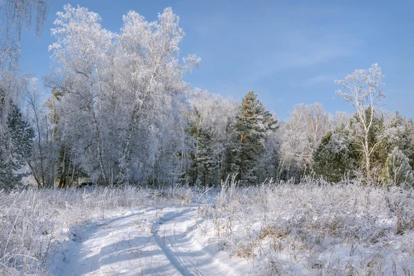 Amazing Winter Landscape Snowy Dirt Road Forest Birches Pines Grass — Stock Photo, Image