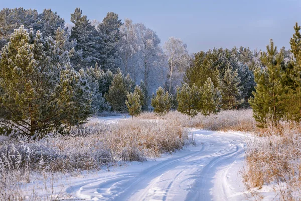 Amazing Winter Landscape Snowy Dirt Road Forest Birches Pines Grass — Stock Photo, Image