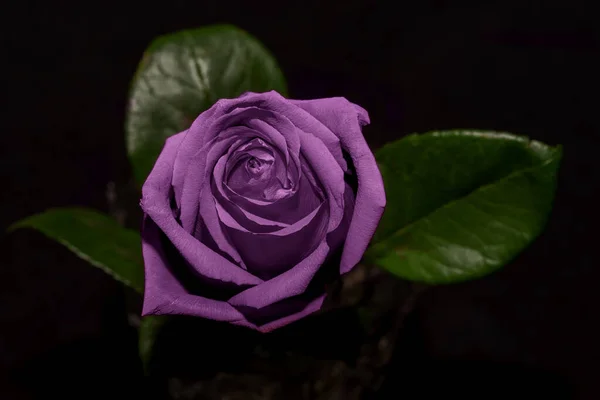 Hermosa Flor Rosa Lila Oscura Delicada Primer Plano Sobre Fondo —  Fotos de Stock