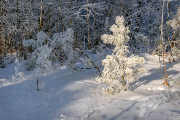 Kar Yığınlarıyla Muhteşem Bir Kış Manzarası Beyaz Karla Kaplı Bir — Stok fotoğraf