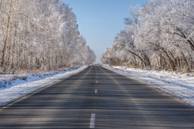 Düz asfalt yolu, gölgeler, kıpkırmızı ağaçlar ve mavi gökyüzüne karşı yol kenarında kar yağışı.