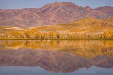 Gölde yüzen kuğularla, kıyıda altın ağaçlarla ve gün doğumunda renkli dağların arka planına bakan güzel yansımalarla muhteşem sonbahar manzarası.