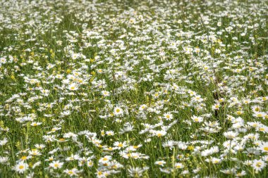 Güzel yaz çiçekleri, narin beyaz papatya çiçekleri çimenlerdeki bir çayıra yakın duruyor.