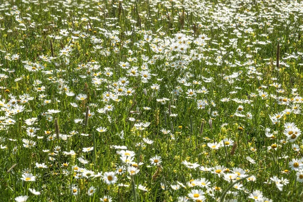 Piękne Letnie Tło Kwiatowe Delikatnym Białym Rumiankiem Kwiaty Zbliżenie Łące — Zdjęcie stockowe