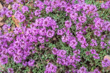 Dağlardaki bir çayırdaki taşların üzerinde (Thymus Lamiaceae) bulunan pembe kekik desenli güzel çiçek arkaplanı.