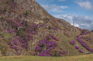 Dağın yamacında, bulutların ve mavi gökyüzünün zeminine karşı parlak mor rhododendron çiçekleri (Rhododendron Ledebour) çalıları ile güzel bahar manzarası. Altai, Rusya.