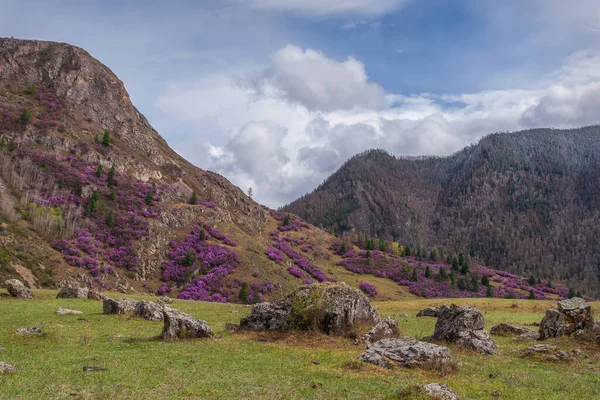 Krásný Jarní Pohled Keři Jasně Fialových Rododendronových Květů Rododendron Ledebour — Stock fotografie