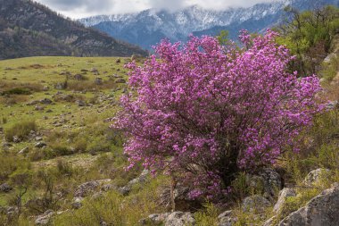 Parlak mor rhododendron çiçekleri (Rhododendron Ledebour) olan güzel bahar çalıları karlı dağlar ve bulutların arka planına karşı. Altai, Sibirya, Rusya.