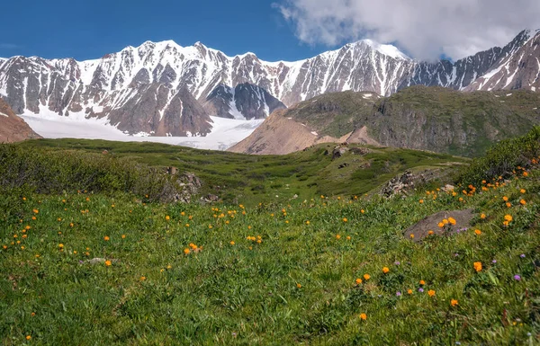 Fantastisk Utsikt Med Orange Vilda Blommor Trollius Asiaticus Grön Äng — Stockfoto