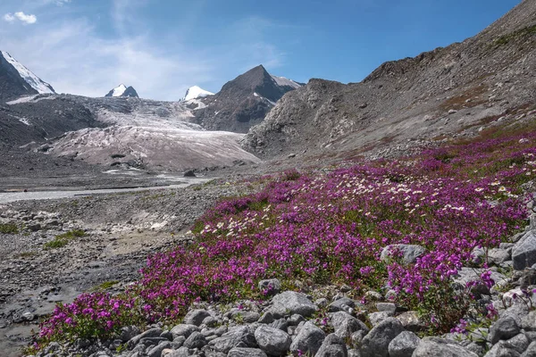 Increíble Paisaje Verano Con Glaciar Montañas Río Serpenteante Hermoso Prado — Foto de Stock