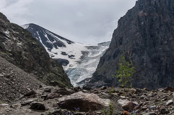 Mountain snow glacier flowers — Stock Photo, Image