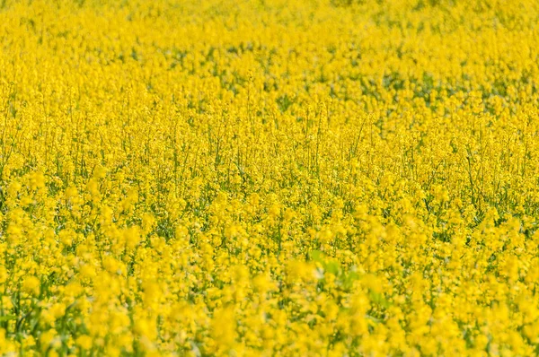 Kwiaty żółte tło łąka — Zdjęcie stockowe
