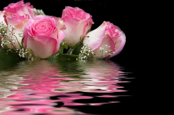 Pink rose water reflection — Stock Photo, Image