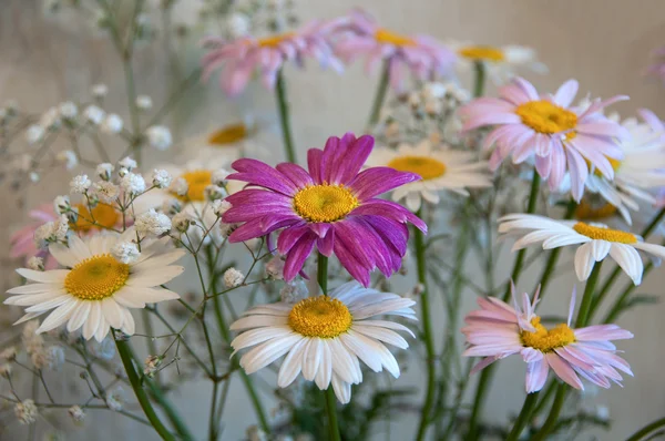 Дейзі букет квітів — стокове фото