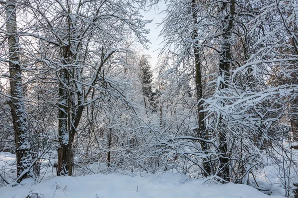 Winterlandschaft Wald Schnee — Stockfoto