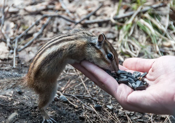 Chipmunk hand zaden voeding — Stockfoto