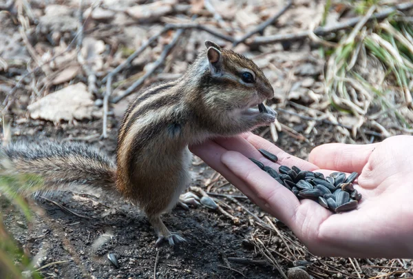 Chipmunk hand seeds feeding — Stock Photo, Image