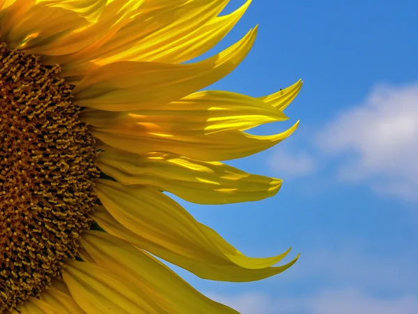 Tournesol ciel pétales — Photo