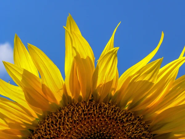 Płatki słonecznika niebo — Zdjęcie stockowe