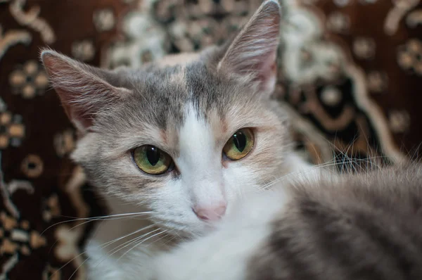 Портрет милого триколорного кота — стокове фото