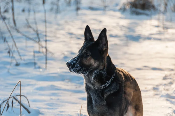 Dog portrait snow winter — Stock Photo, Image