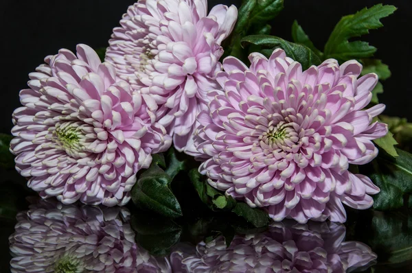 Pink chrysanthemum black background — Stock Photo, Image