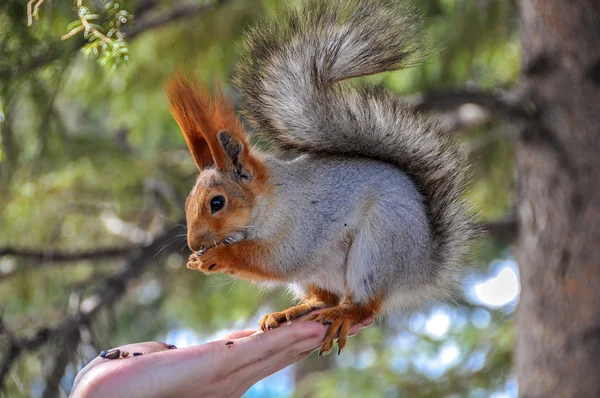 Squirrel eating nuts hand — Stock Photo, Image