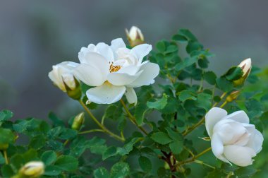 Gül beyaz çiçek bush