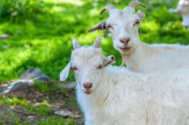 keçi çocuğun sıyrık dağ