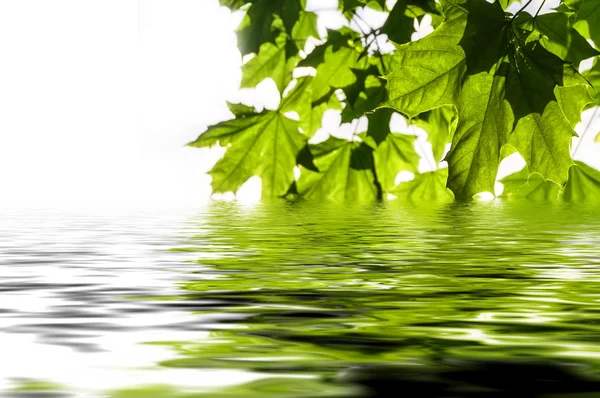 Ahorn Blätter Wasser Reflexion weiß — Stockfoto