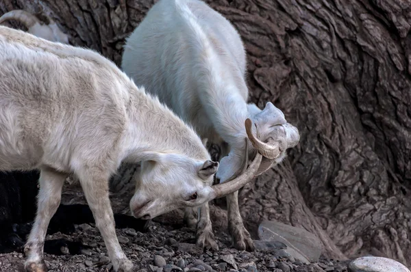 Cabras pastar lucha montaña —  Fotos de Stock